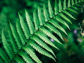 Fern | Папоротник