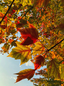 Maple | Клён