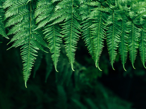 Fern | Папоротник