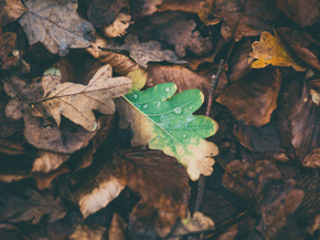 Foliage | Листья