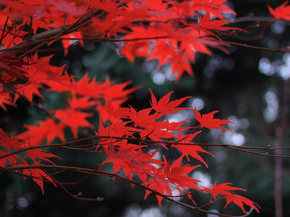 Maple | Клён
