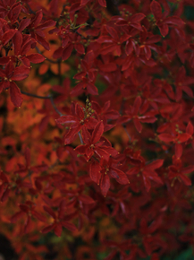 Foliage | Листья