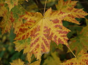 Maple | Клён