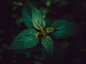 Foliage | Листья