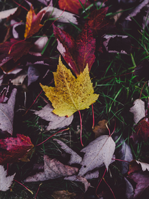 Maple | Клён