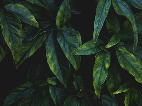 Foliage | Листья