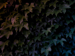 Foliage | Листья Foliage | Листья