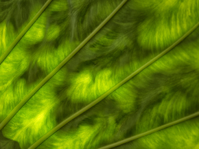 Foliage | Листья