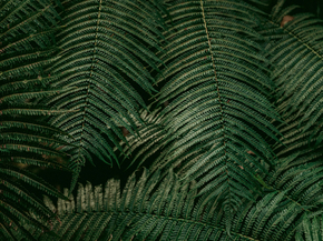 Fern | Папоротник