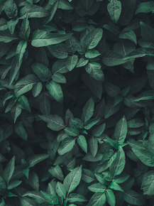 Foliage | Листья