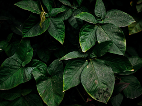 Foliage | Листья