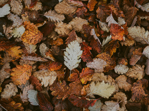 Foliage | Листья Foliage | Листья