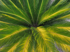 Foliage | Листья Foliage | Листья