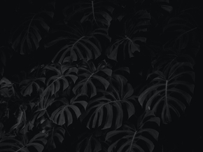 Monstera | Монстера