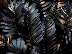 Foliage | Листья Foliage | Листья