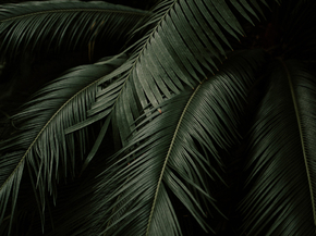Foliage | Листья
