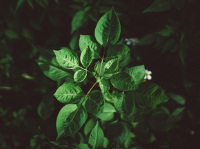 Foliage | Листья Foliage | Листья