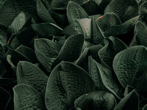 Foliage | Листья