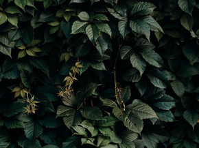 Foliage | Листья