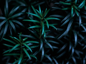 Foliage | Листья