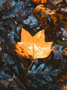 Maple | Клён