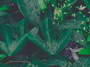 Foliage | Листья Foliage | Листья