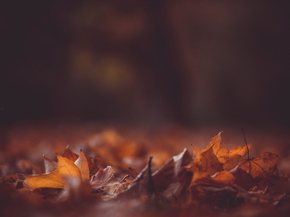 Maple | Клён