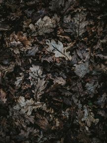 Foliage | Листья Foliage | Листья