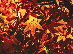Maple | Клён