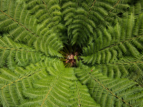 Fern | Папоротник