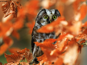 Owl | Сова