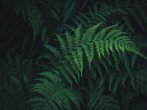 Fern | Папоротник