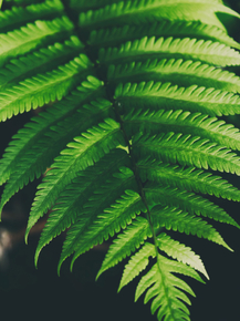 Fern | Папоротник