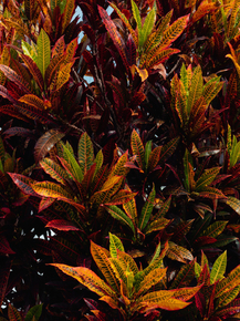 Foliage | Листья Foliage | Листья