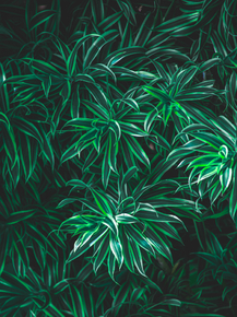 Foliage | Листья