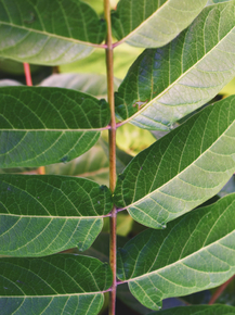 Foliage | Листья Foliage | Листья