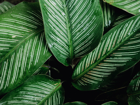 Foliage | Листья