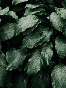 Foliage | Листья