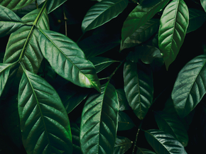 Foliage | Листья Foliage | Листья