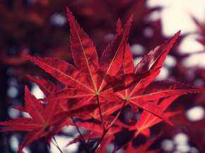 Maple | Клён