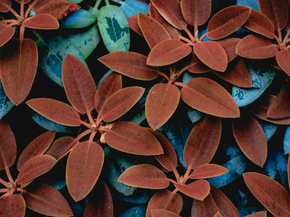 Foliage | Листья