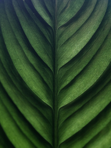Foliage | Листья