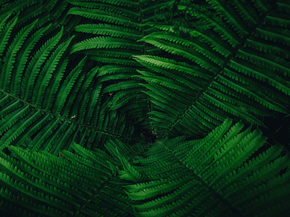Fern | Папоротник