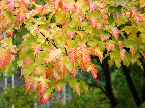 Maple | Клён