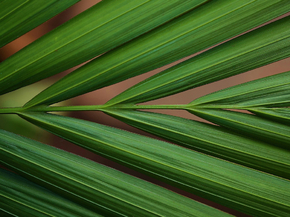 Foliage | Листья