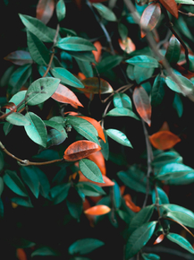 Foliage | Листья