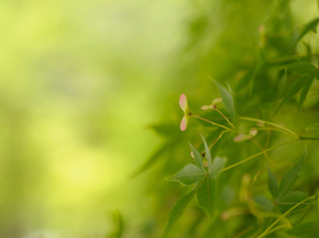 Foliage | Листья