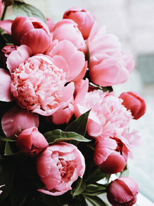 Peonies | Пионы