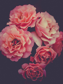 Peonies | Пионы