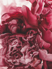 Peonies | Пионы